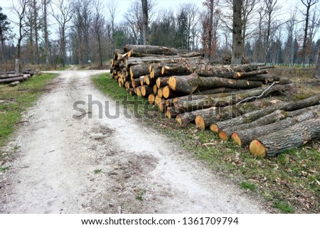 
Beautiful german forest landscape with firewood and logs pile