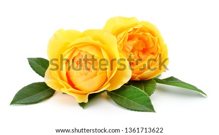 Two beautiful yellow roses on a white background.