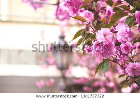 Beautiful spring background with big pink blossoms and lantern and yellow facade. Spring season in the city. 