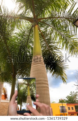 Taking photo by mobile phone palm tree.