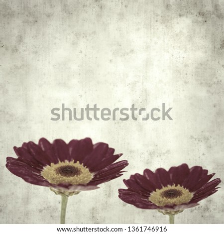 textured stylish old paper background, square, with dark red marguerite daisy
