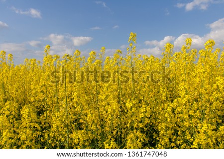 Pleasing to the eye picture: blue sky and yellow field of flowering rape, on the border of spring and summer