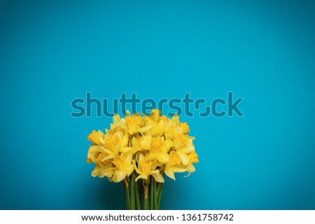 Bouquet of fresh yellow daffodils on a blue background with space for text