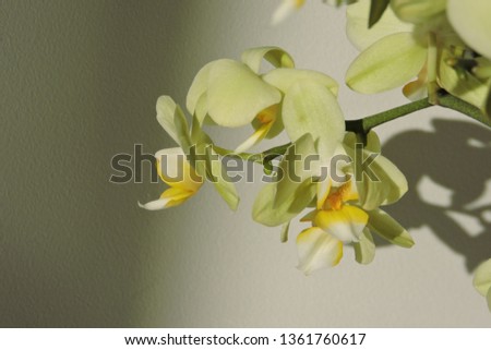 A close-up of withered yellow and green orchid flowers sparkling in the sunlight and isolated on a white background