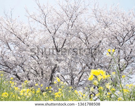 Japanese famous cherry blossom “Somei Yoshino" in spring