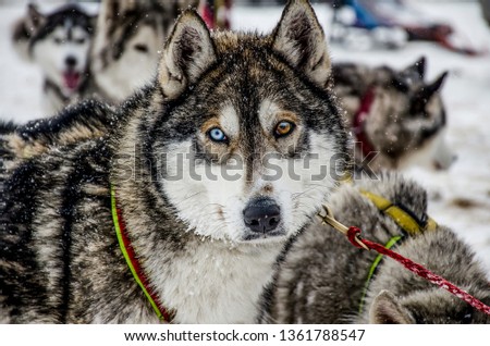 Husky's face with different eyes at the winter festival
