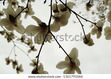 Snowflakes in Spring 'magnolia'