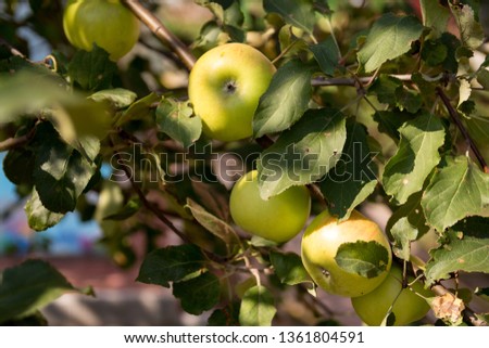 apples on the wind of the tree against the background of the house, harvest, ripe and natural