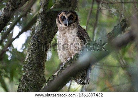 Nocturnal bird : Adult Brown wood owl, uprisen angle view, front shot, relaxing on the high branch in tropical moist montane forest, Chong Yen, Mae Wong National Park, northern Thailand.