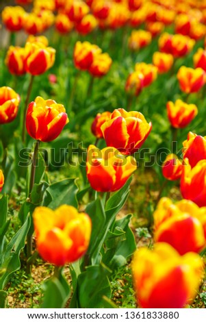 Group of colorful tulip on park in Japan