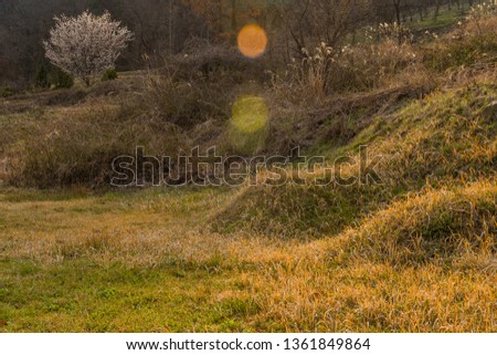 Unmarked burial mounds in wilderness at sunset with cherry blossom tree in background. 