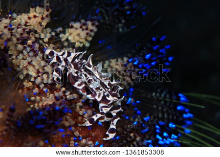 Incredible Underwater World - Zebrida adamsii - Zebra crab. Diving and underwater macro photography. Tulamben, Bali, Indonesia. 