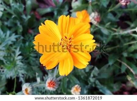 Marigold (Calendula Officinalis)