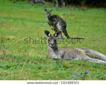 wild kangaroo in Australia