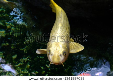 Gold-colored fish in the pool
