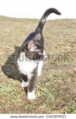 Young black and white cat walks on the street in early spring outside the city