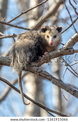 This Opossum was just hanging out in the trees enjoying the spring sun