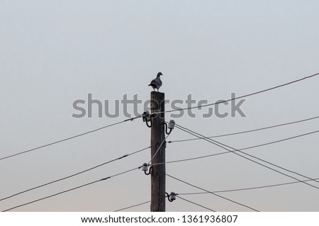 A wild pigeon sits and rests on a power line, against a blue sky