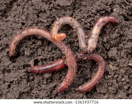 Earthworms in black soil of greenhouse. Macro Brandling, panfish, trout, tiger, red wiggler, Eisenia fetida.
Garden compost and worms recycling plant waste into rich soil improver and fertilizer