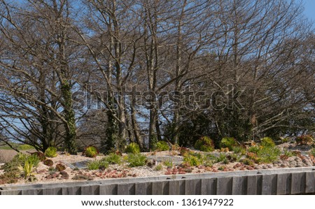 Roof Garden of Succulent Plants at Tremeneere in Rural Cornwall, England, UK
