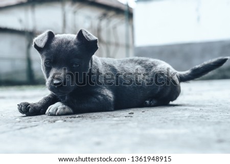 Little gray puppies. Home Dog. Beautiful Background. 