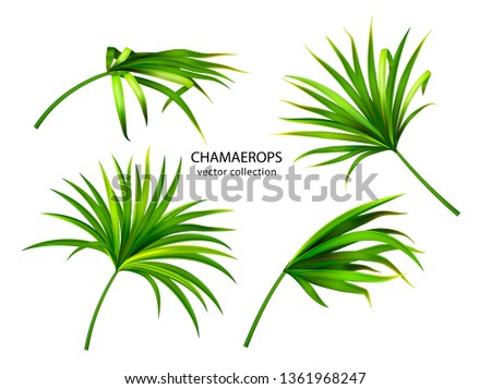Tropical chamaerops leaves.Set of plants isolated on white background. Vector collection Royalty-Free Stock Photo #1361968247