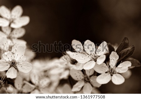 picture of white plum flowers in sepia color