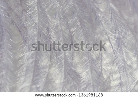 Gray decorative feather close-up, beautiful delicate texture. The image is great as a background, it is in gray tones. Visible fine texture of the feather, the whole picture looks abstract.