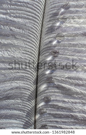 Closeup gray decorative feather with even drops of water in a row. Beautiful delicate texture. The image is great as a background, it is in gray tones.