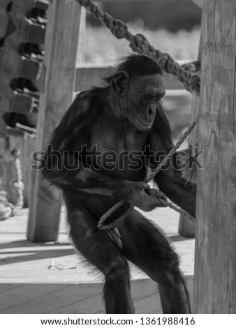 Bonobo pulling his rope
