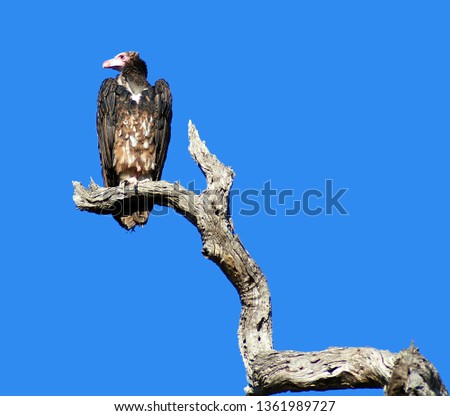 Vulture sitting on a branch in the Kruger National Park South Africa.