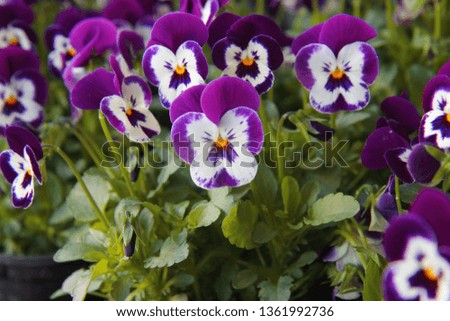 Pansy in the Garden 