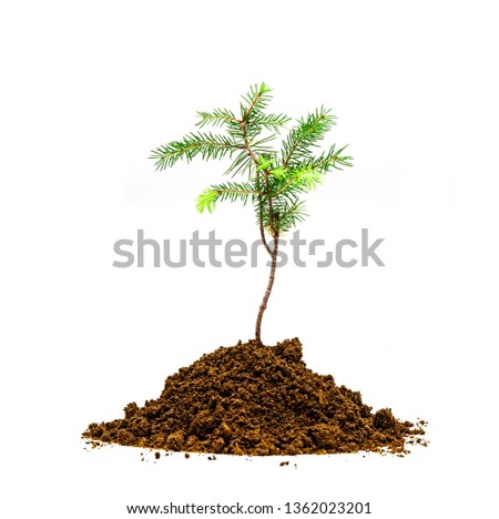 Jung Tree in soil Royalty-Free Stock Photo #1362023201