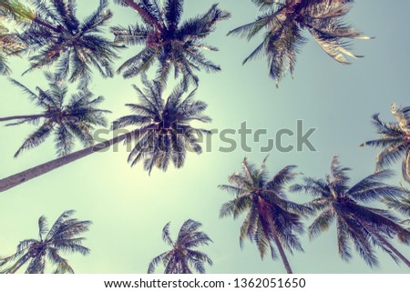 Palm trees against the blue sky. The picture below. tropical background and texture with retro toning