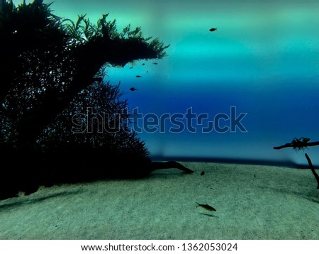 Beautiful blues underwater, Lisbon Oceanarium, Portugal