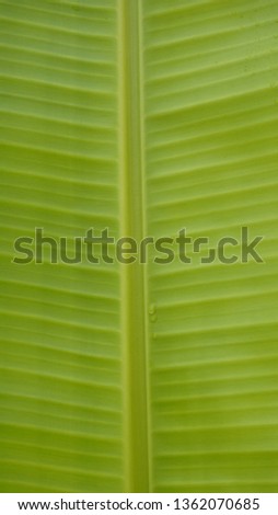 Macro shot of banana leaf textured pattern abstract background. Sun light reflection on banana leaf.