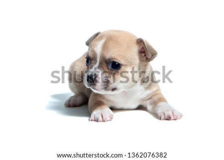 Studio shot of adorable chihuahua puppies. Age one month.
