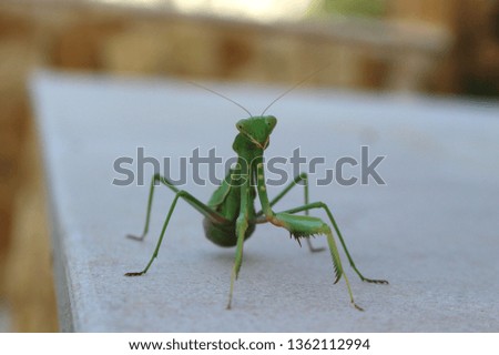 Mantis posing for Pictures