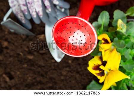 Gardening tools on soil background. Planting spring pansy flower in garden. Spring garden work concept
