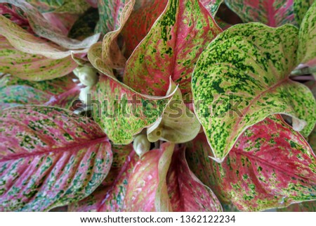 Chinese evergreen plant or aglaonema is a highly decorative plant.  It is a popular, easy plant to grow indoors and outdoors. Selective focus. 