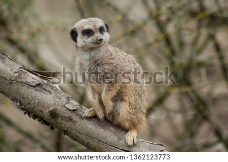 closeup of meerkat standing on branch