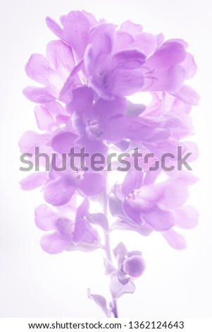 Purple flower isolated