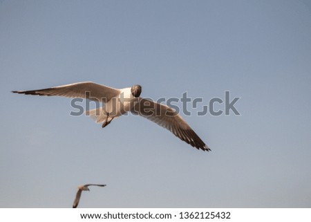 Close up Seagull flying in the air and sky background.Freedom seagull expand wings in the sky.