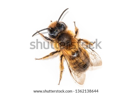 Single bee pictured from above