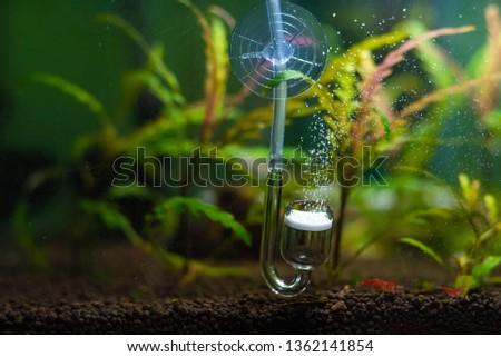 image of aquatic plants and fine carbondioxide bubbles from glass gas diffuser.