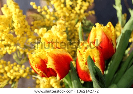 Spring bouquet. Blooming Mimosa, yellow fluffy flowers, green leaves. Beautiful red and yellow tulips with a curly edge. The background is blurred.