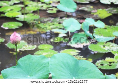 waterlily in the pool.