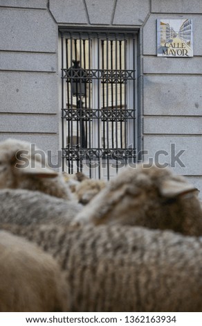 Calle Mayor de Madrid, flock of sheep walking
