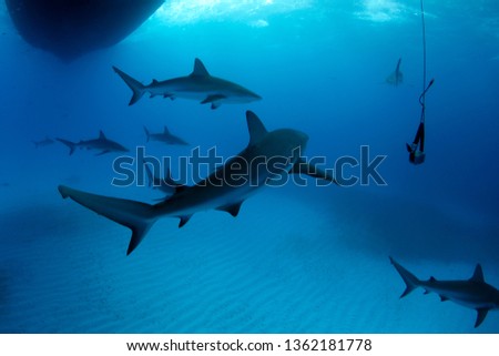Eight Caribbean Reef Sharks (Carcharhinus perezi) During Safety Stop. Tiger Beach, Bahamas