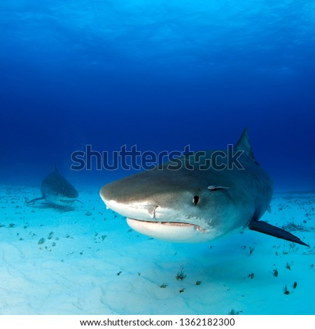 Tiger Sharks Approaching over Sand Bottom, One very close. Tiger Beach, Bahamas